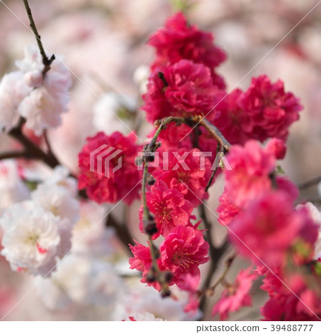 Genpei peach flower Genpei peach flower 39488777