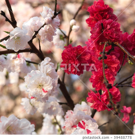 Genpei桃花 Genpei桃花 39488778