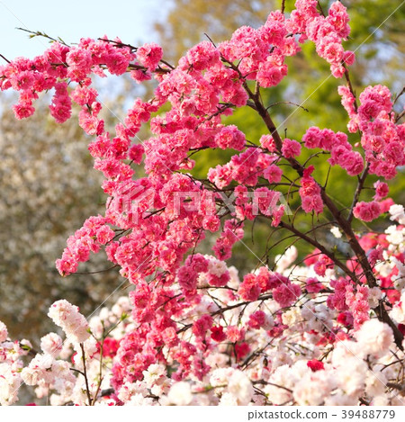 Genpei桃花 Genpei桃花 39488779