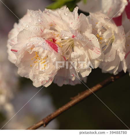 Genpei桃花 Genpei桃花 39488780