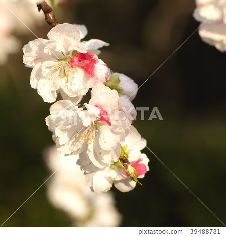 Genpei桃花 Genpei桃花 39488781