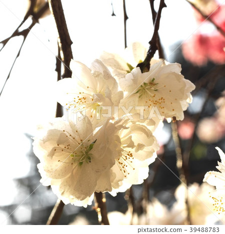 Genpei桃花 Genpei桃花 39488783
