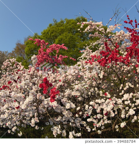 Clear white peach flower Clear white peach flower 39488784