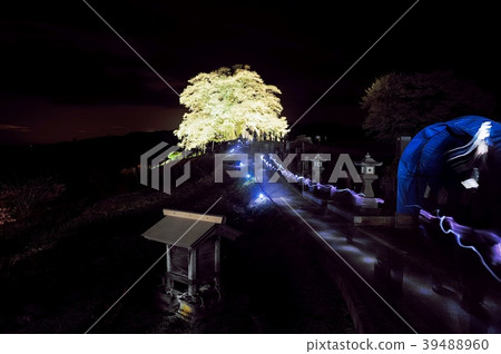 Daigo Sakura 39488960