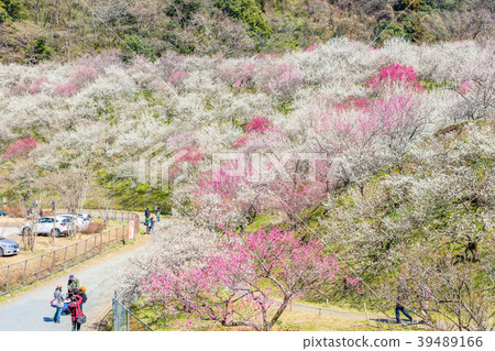 東京Takao Umego（木下Umebayashi）的景觀 39489166
