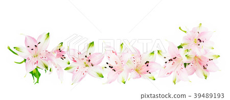 Alstroemeria flowers on white background Alstroemeria flowers on white background 39489193