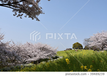 Sakura Ninomiyacho Azumayama Park Sakura Ninomiyacho Azumayama Park 39489239