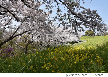 Sakura Ninomiyacho Azumayama Park 39489240
