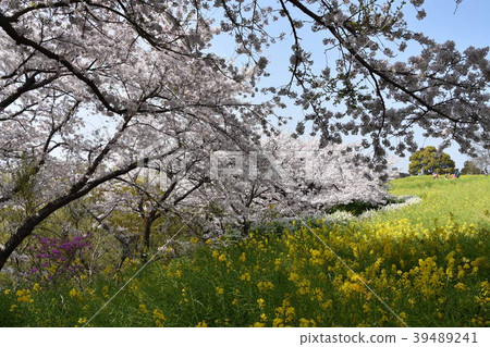 Sakura Ninomiyacho Azumayama Park Sakura Ninomiyacho Azumayama Park 39489241