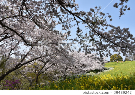 Sakura Ninomiyacho Azumayama Park Sakura Ninomiyacho Azumayama Park 39489242