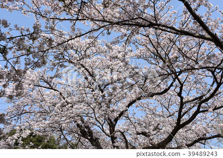 Cherry tree in full bloom Cherry tree in full bloom 39489243
