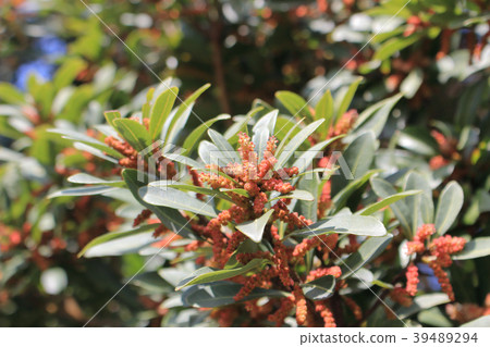 Bayberry flower 39489294