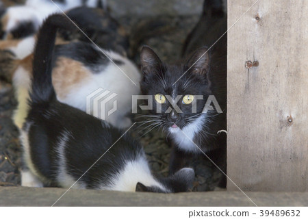 Curious cute black cat with kittens Curious cute black cat with kittens 39489632