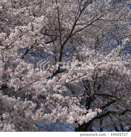 盛開的櫻花京都八幡後方聚光燈 盛開的櫻花京都八幡後方聚光燈 39489727