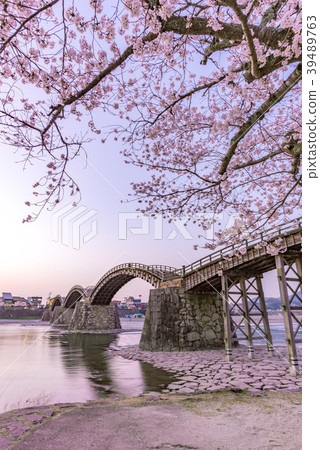 Sakura and Kintai-kyo Bridge 39489763