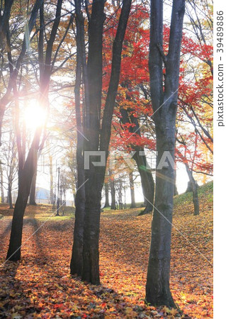 Autumn park and fallen leaves (Hokkaido) 39489886