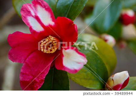 Hal Sasanqua / Kamakura Aperture Hal Sasanqua / Kamakura Aperture 39489944