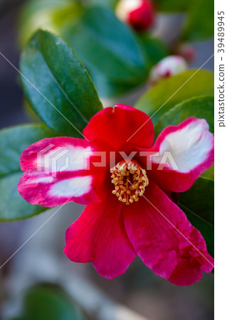 Hal Sasanqua / Kamakura Aperture Hal Sasanqua / Kamakura Aperture 39489945