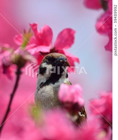 麻雀和捕食毛毛蟲 39489992