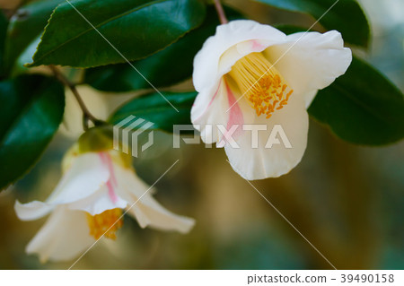 Camellia and autumn mountains 39490158