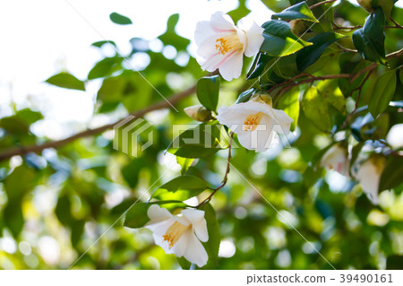 Camellia and autumn mountains 39490161