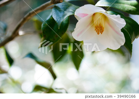 Camellia and autumn mountains 39490166