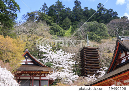 在Chatoyama神社的櫻花 39490206