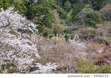 Cherry Blossoms at Chatoyama Shrine 39490224