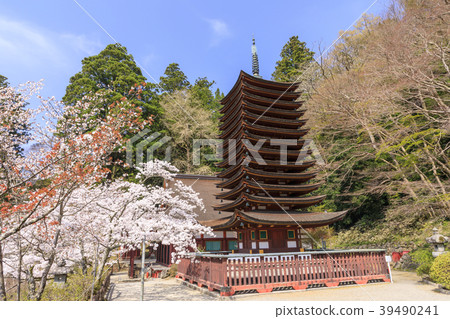 在Chatoyama神社的櫻花 39490241