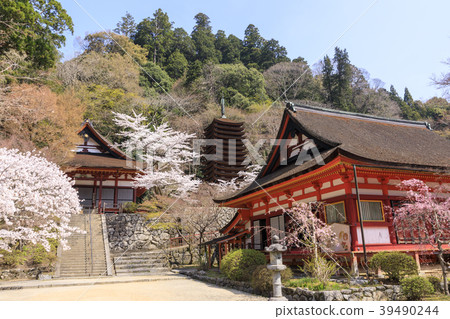 Cherry Blossoms at Chatoyama Shrine Cherry Blossoms at Chatoyama Shrine 39490244