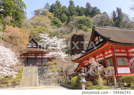 Cherry Blossoms at Chatoyama Shrine Cherry Blossoms at Chatoyama Shrine 39490245