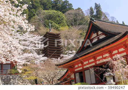 Cherry Blossoms at Chatoyama Shrine 39490247