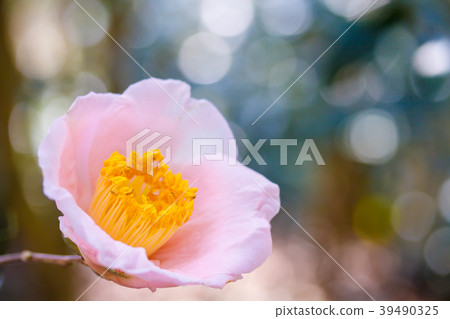 山茶花 -  Akebono 39490325