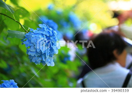 Hydrangea Women Background Bokashi Tourism Tour Copy Space Material Kamakura Kanagawa Inbound Travel Hydrangea Women Background Bokashi Tourism Tour Copy Space Material Kamakura Kanagawa Inbound Travel 39490339