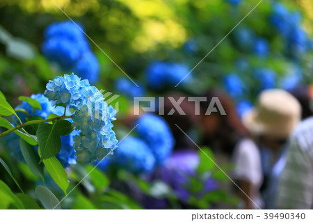 Hydrangea Women Background Bokashi Tourism Tour Copy Space Material Kamakura Kanagawa Inbound Travel Hydrangea Women Background Bokashi Tourism Tour Copy Space Material Kamakura Kanagawa Inbound Travel 39490340