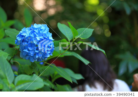 Hydrangea Women Background Bokashi Tourism Tour Copy Space Material Kamakura Kanagawa Inbound Travel Hydrangea Women Background Bokashi Tourism Tour Copy Space Material Kamakura Kanagawa Inbound Travel 39490341