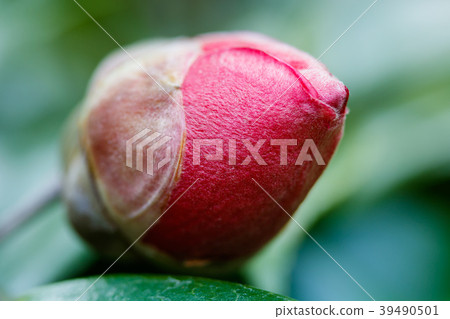 Tsubaki · Tsukishita beauty 39490501