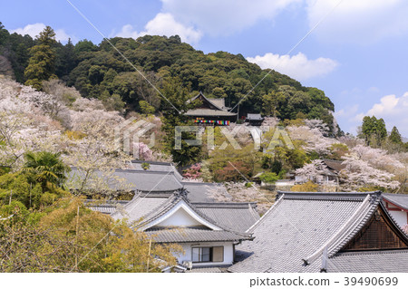 Cherry blossoming Hasegaji 39490699