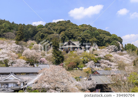 Cherry blossoming Hasegaji Cherry blossoming Hasegaji 39490704