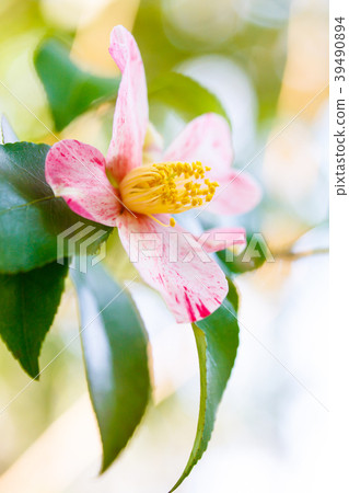 茶花 茶花 39490894