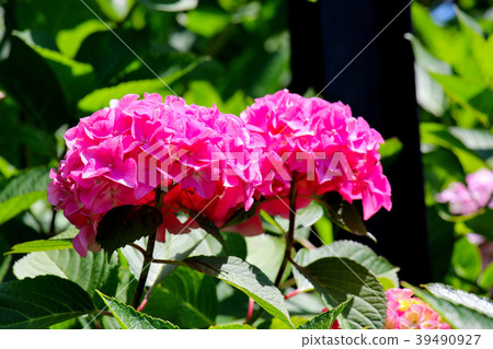 Dark pink bright two-colored hydrangea that blooms in Nara's hydrangea Yadadera Dark pink bright two-colored hydrangea that blooms in Nara's hydrangea Yadadera 39490927