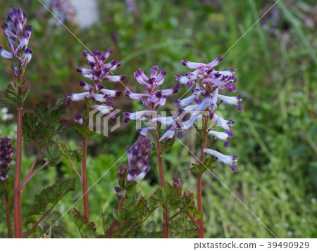 Murasaki Keman 39490929