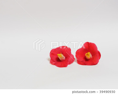 Camellia Camellia 39490930