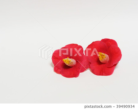 Camellia 39490934