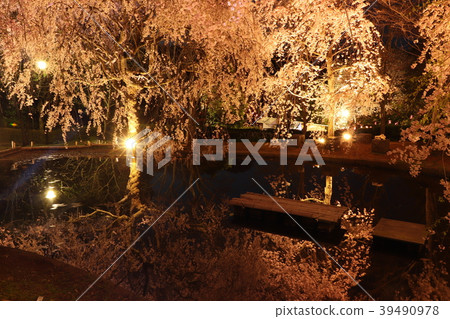 櫻花在晚上 櫻花在晚上 39490978