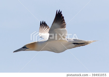 Northern Gannet over the Strait of Gibraltar 39491055