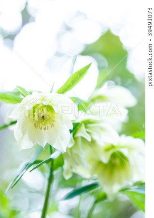 Christmas rose 39491073