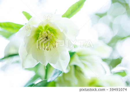 Christmas rose 39491074
