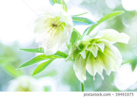 Christmas rose 39491075