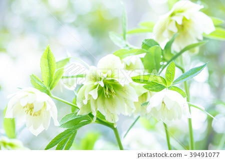 Christmas rose 39491077